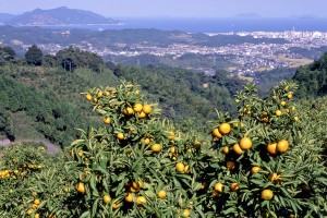 生まれ故郷以外にも納税（寄付）可能