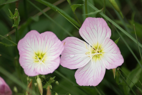 即戦力のエースで４番がいる営業チームが「太陽」なら、ベンチャーの営業チームはひっそりと咲く「月見草」