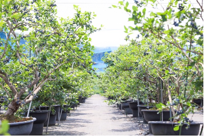 ブルーベリー観光農園が手間いらずの理由