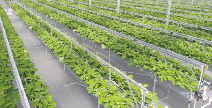 （複合環境制御施設によるイチゴ栽培）