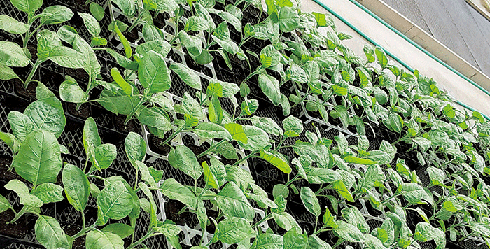 （ワクチン接種苗）